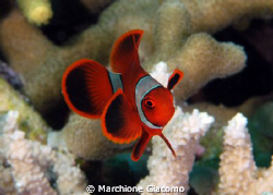 Tiny clownfish
Nikon D200 , 60 macro, twin strobo
Wakat... by Marchione Giacomo 